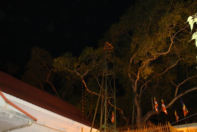   ,  - –  2000  , - (Sacred Bo Tree Anuradhapura, Sri-Lanka)